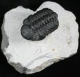 Cute Phacops Trilobite - Mrakib, Morocco #27339-1